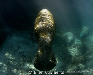God is a manatee, nature is my religion
(colored version... by Ellen Cuylaerts 
